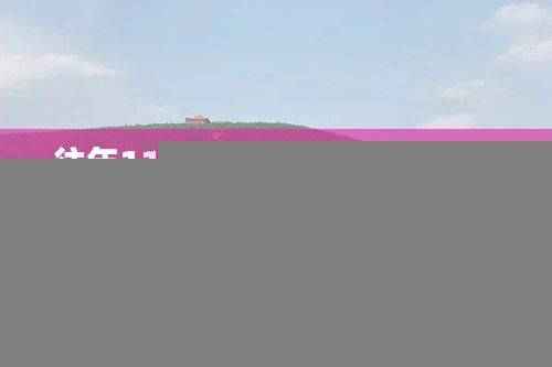 杨曼曼的十一月十日,友情、爱与温馨的温馨故事