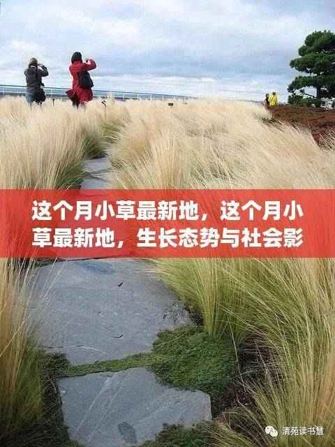 这个月小草的生长态势与社会影响深度探讨