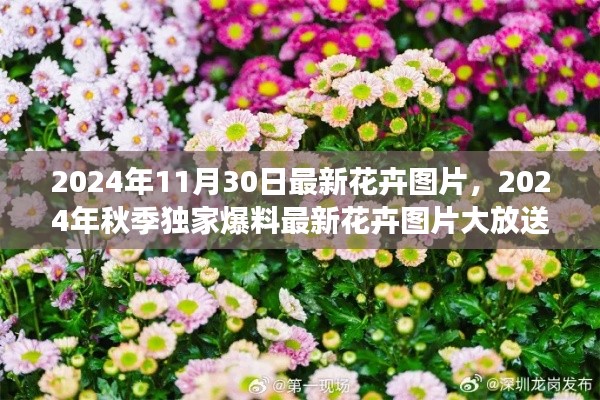 独家爆料,2024秋季最新花卉图片大放送,自然之美的清新之旅