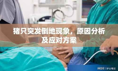 猪只突发倒地现象,原因分析及应对方案