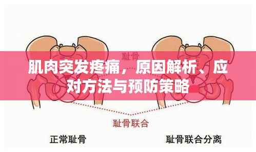 肌肉突发疼痛,原因解析、应对方法与预防策略