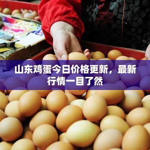 山东鸡蛋今日价格更新,最新行情一目了然